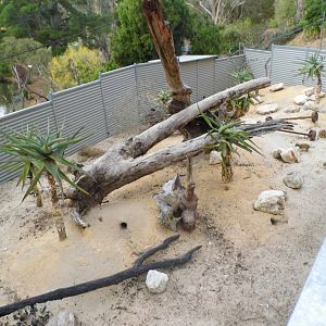 Meerkat enclosure