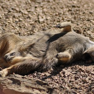 Sunbathing Meerkat