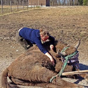 Listening to the heartbeat of a young bull