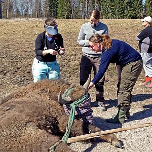 Veterinarians from Norway and USA