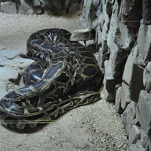 Burmese rock python/ Python molurus bivittatus