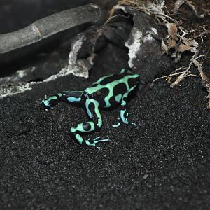 Green-and-black poison dart frog/ Dendrobates auratus