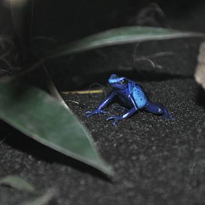 Blue poison dart frog/ Dendrobates azureus