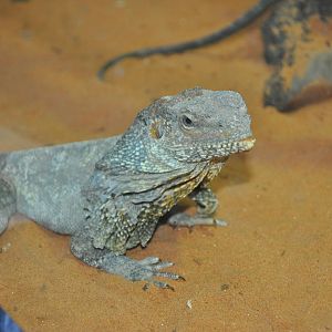 Frilled lizard/ Chlamydosaurus kingii