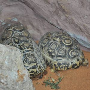 Leopard tortoise/ Stigmochelys pardalis