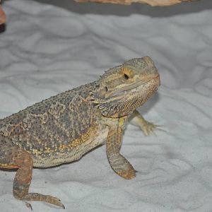 Inland bearded dragon/ Pogona vitticeps