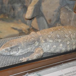 Savanna monitor/ Varanus exanthematicus