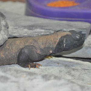 Mali spiny-tailed lizard/ Uromastyx maliensis