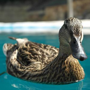 Imposter in the penguin pen