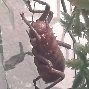 African ground-cricket