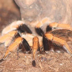 Aphonopelma bicoloratum