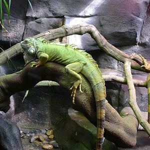 Green Iguanas