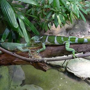 zoo_trip_with_papa_135