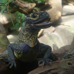 zoo_trip_with_papa_140