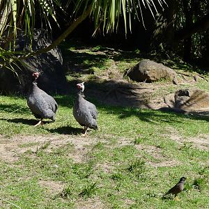 Guinea Fowl wandering thru the Giant Turtles yard