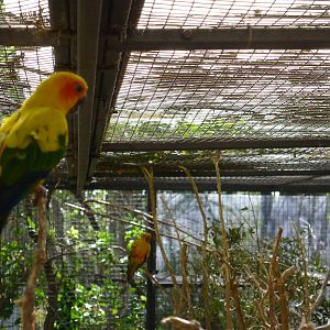Sun Conure