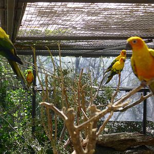 Sun Conures