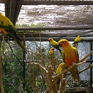 Sun Conures
