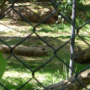 Persian Leopard