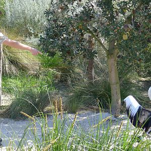 Target training the Pelican