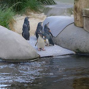 Little or Fairy Penguins