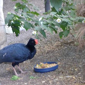 In the large Macaw avairy