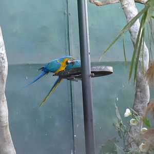 Blue & Gold Macaws