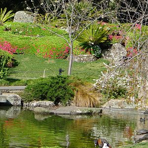 Japanese Gardens - With a Mountain Shell Duck
