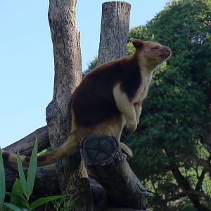 Tree Kangaroo