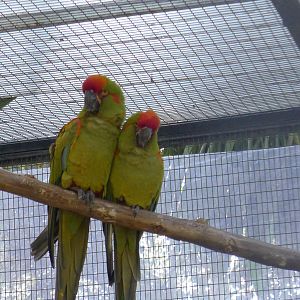 Red fronted Macaw