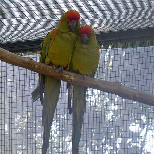 Red fronted Macaw