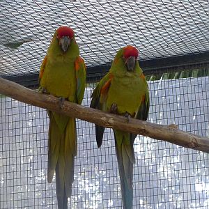 Red fronted Macaw