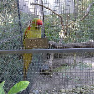 Macaw