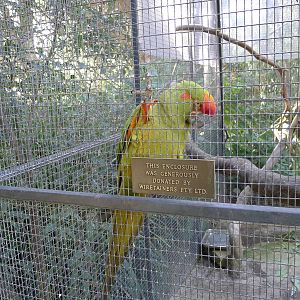 Red fronted Macaw