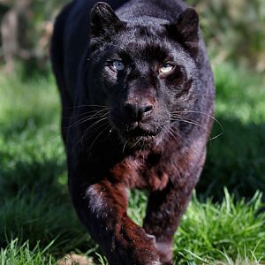 black leopard on the prowl