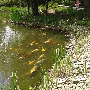 pond with koi-carps