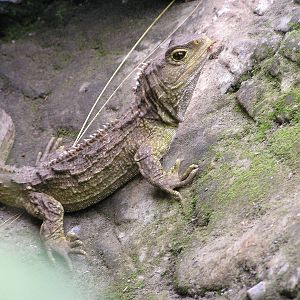 Tuatara/ Sphenodon punctatus  2005