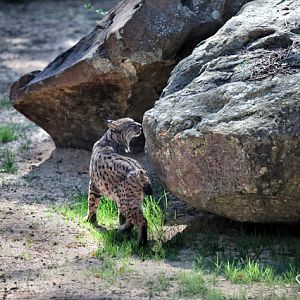 Iberian lynx (Lynx pardinus)