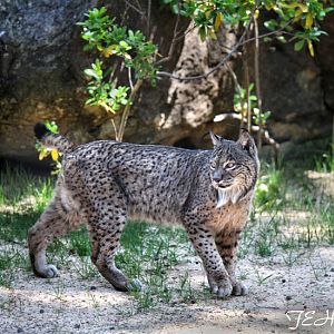 Iberian lynx (Lynx pardinus)