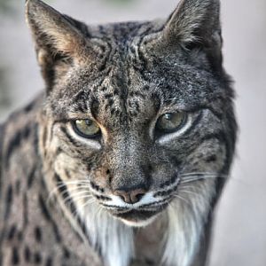 Iberian lynx (Lynx pardinus)