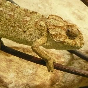 Common Chamaeleon
