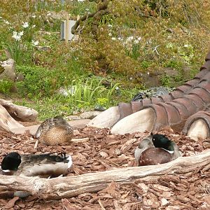 We are not afraid of T Rex