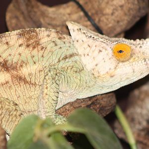 Parson's chameleon male