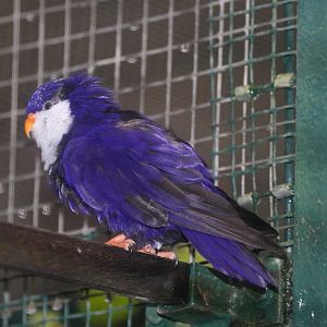 Blue Lorikeet (Vini peruviana) october 2009