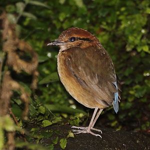 Giant Pitta (Pitta c. caerulea) october 2009