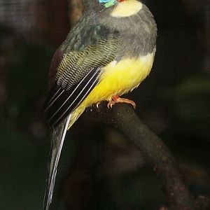 Sumatran Trogon (Harpactes mackloti) october 2009