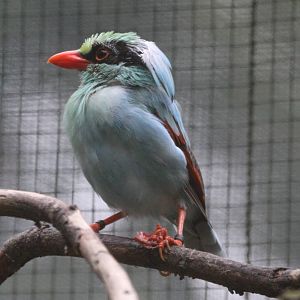Indochinese Green Magpie (Cissa hypoleuca concolor) october 2009
