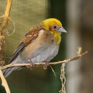 Sakalava Weaver (Ploceus sakalava) october 2009