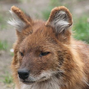 Dhole