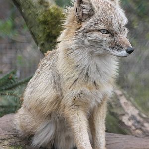 Corsac fox
